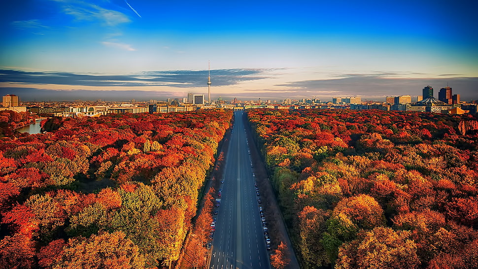 gray road in between forest, Berlin, high view, trees, road HD wallpaper