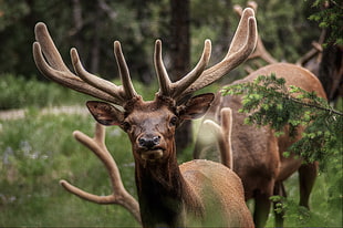 close-up photography of two buck, elks HD wallpaper