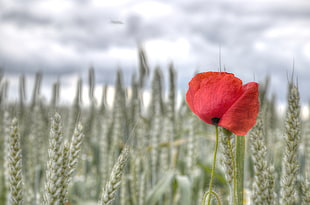 red poppy flower on wheat field at daytime