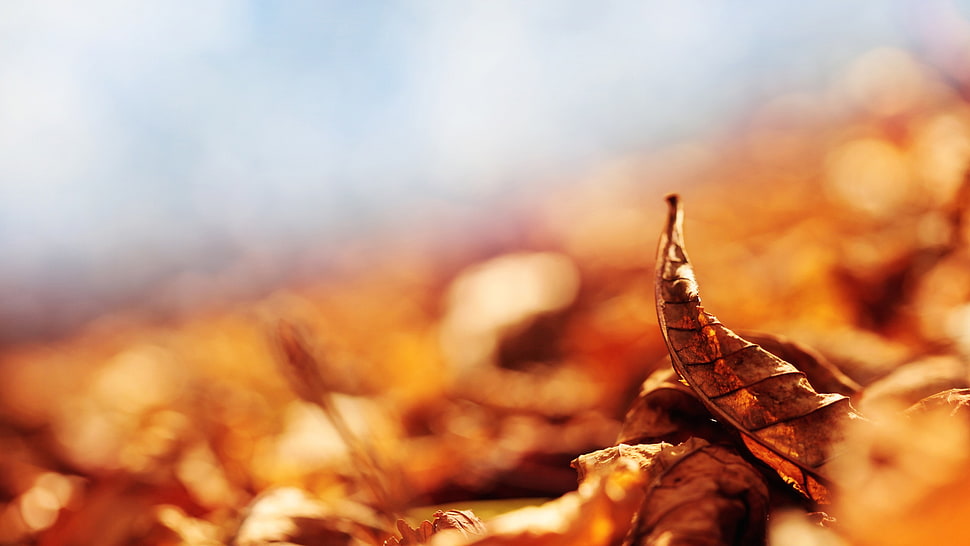 brown dried leaf, closeup HD wallpaper