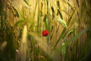 close-up photo of red petaled flower on bloom in wheat plants
