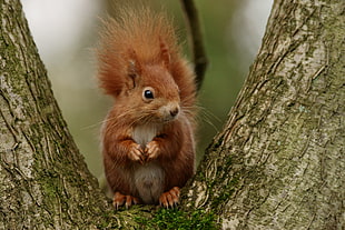 brown squirrel HD wallpaper