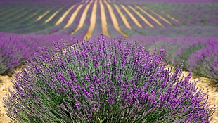 close-up photo of purple Lavender flower field at daytime