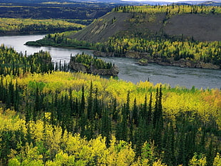 brown and green grass field, landscape, yukon river, nature, river