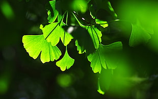 green leafed plant, ginko, plants, macro