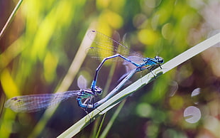 two blue dragonflies on green grass