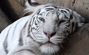 albino tiger HD wallpaper