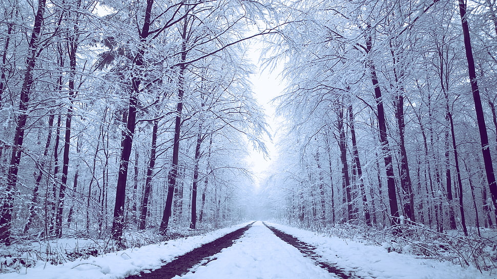 road coated with snow in between trees photo HD wallpaper