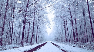 road coated with snow in between trees photo