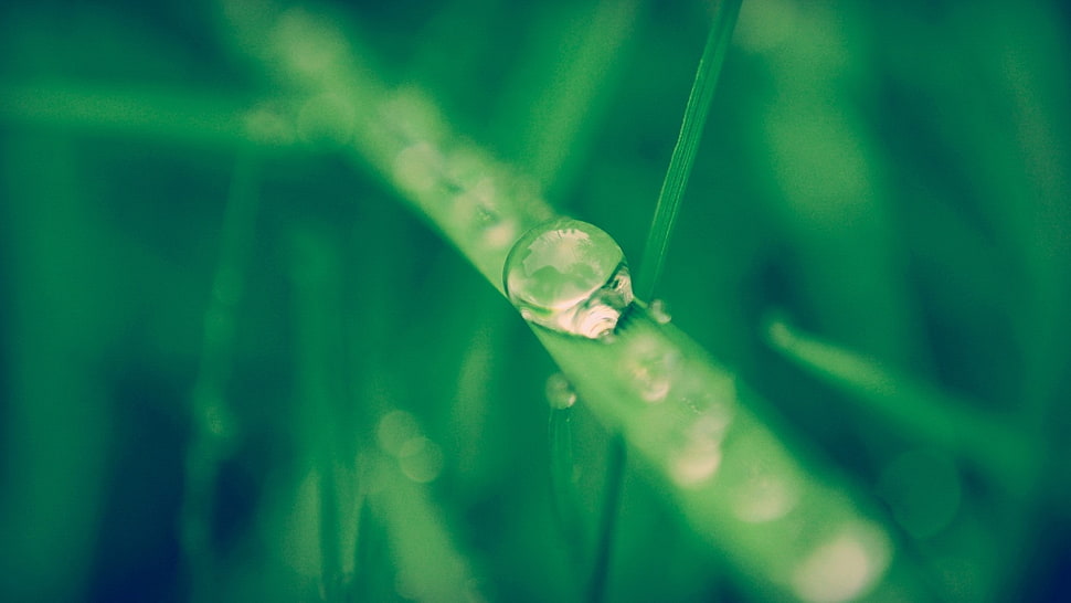 dewdrop on grass blade HD wallpaper
