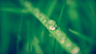 dewdrop on grass blade