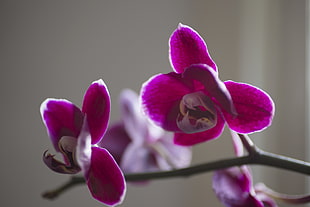 selective photography of pink moth orchids, orchidaceae HD wallpaper