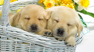 brown short coated puppies HD wallpaper