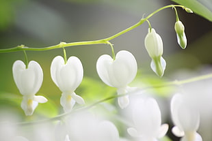 close up photo of white Bleeding Heart flowers HD wallpaper
