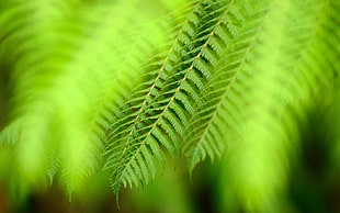 close photo of green leaf plant HD wallpaper