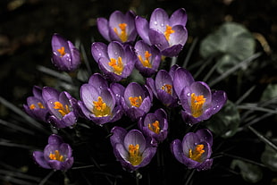 purple crocus flowers, Snowdrops, Purple, Spring