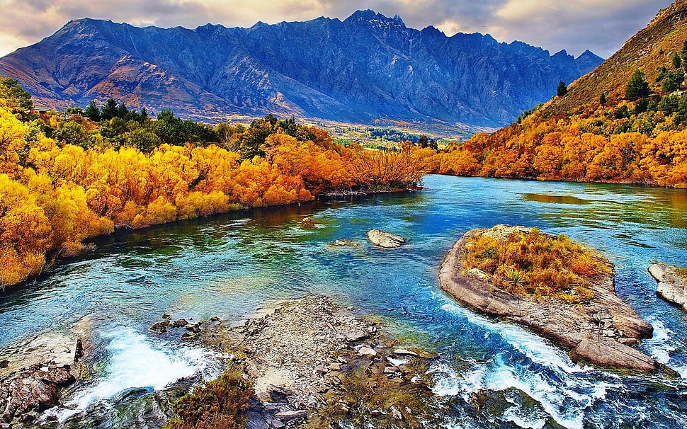 brown leafed plants, nature, landscape, fall, river HD wallpaper