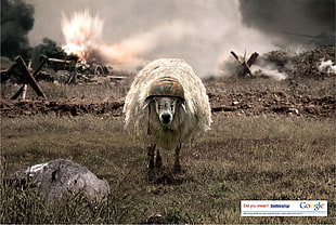 white sheep digital wallpaper, sheep, battle, helmet