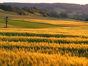 wheat field near mountain at daytime HD wallpaper