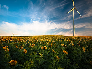bed of sunflower with windmill under blue sky HD wallpaper