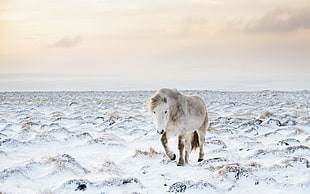 landscape photography of white horse on white snowfield under cloudy sky during daytime