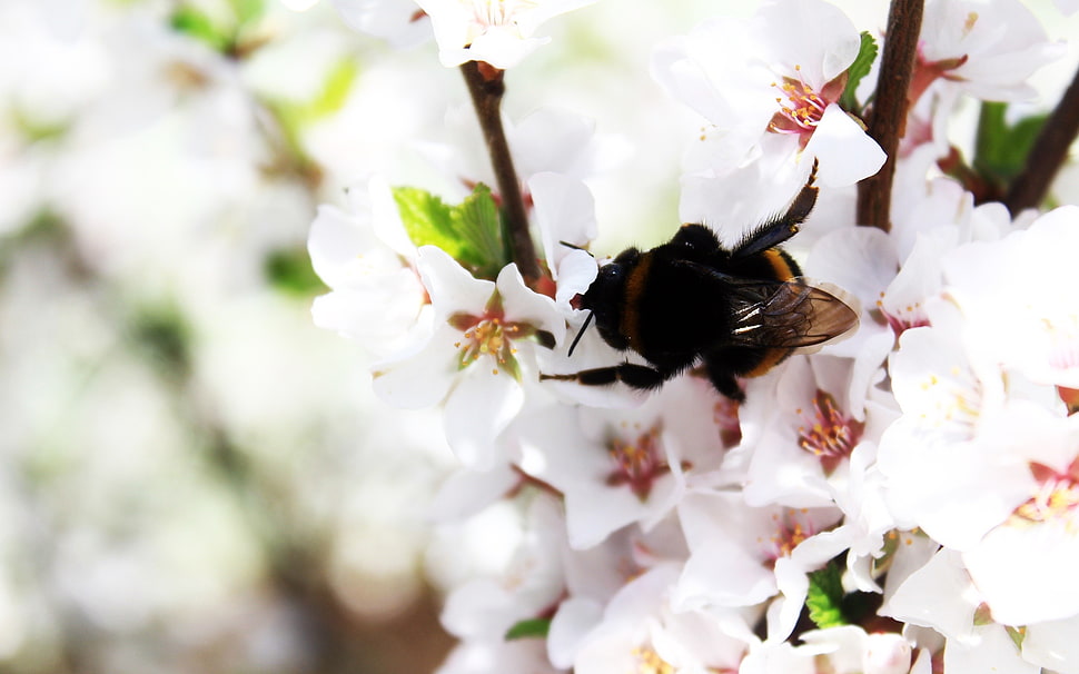 Bumblebee on white flower HD wallpaper