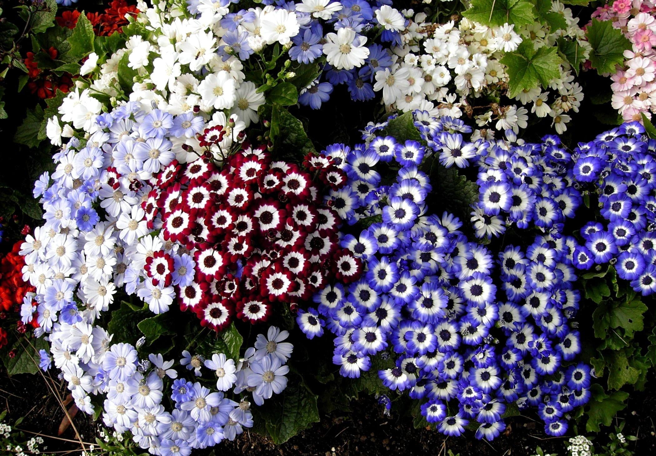 white, purple, and red flowers