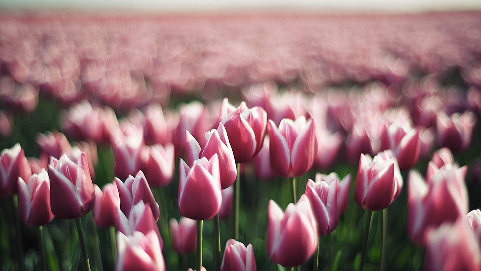 pink tulip flower field at daytime HD wallpaper