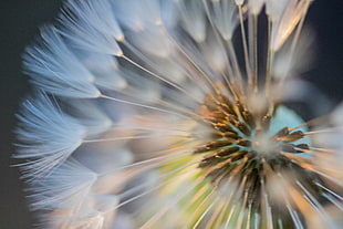 closeup photography of white Dandelion