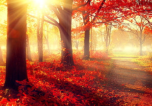 red leafy forest trees during daytime HD wallpaper