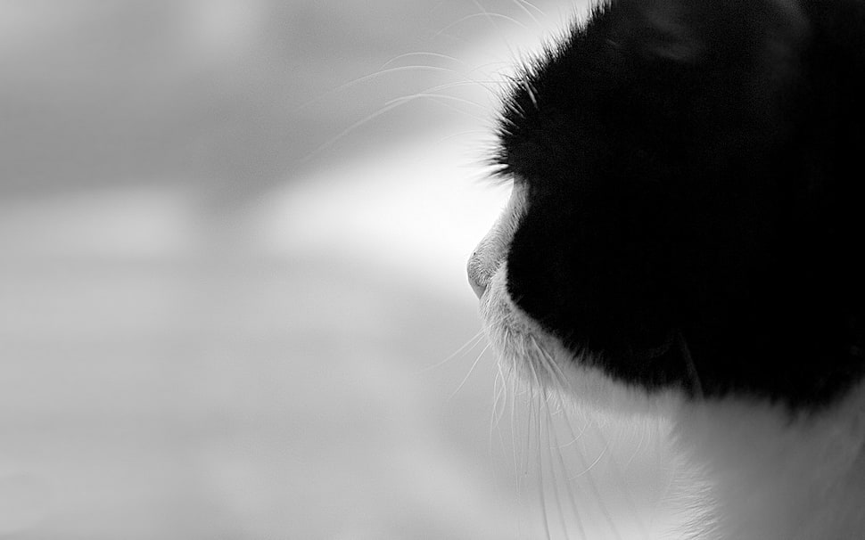black and white animal photography HD wallpaper