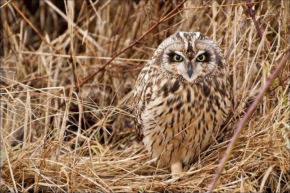 brown and black Owl HD wallpaper
