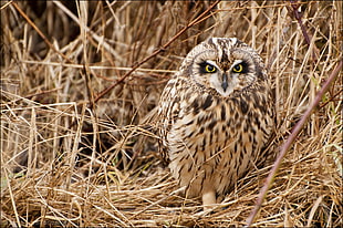 brown and black Owl