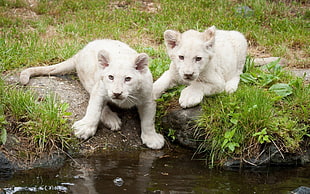 two white animals, animals, nature, lion