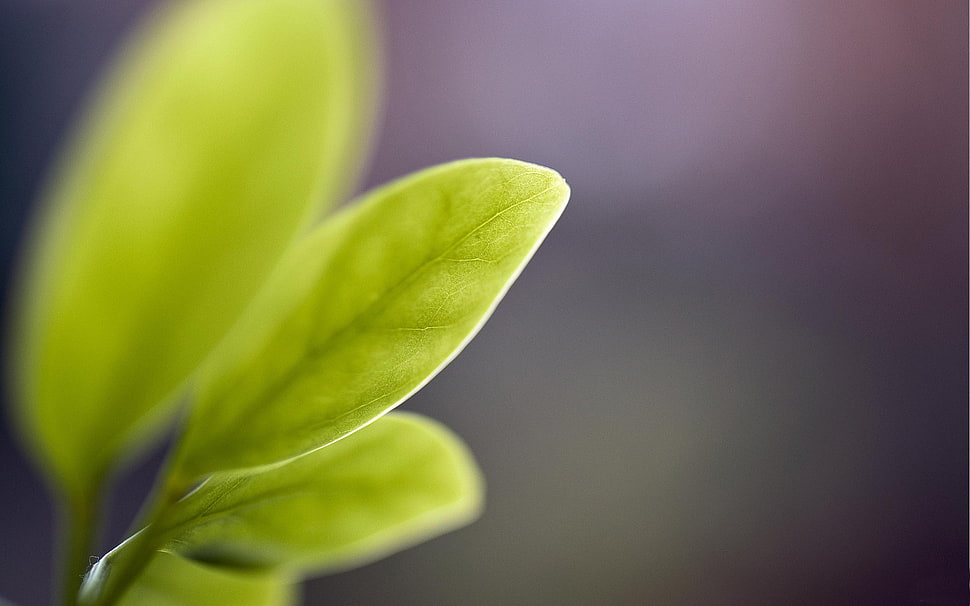 green leafed plant, macro, leaves, nature HD wallpaper