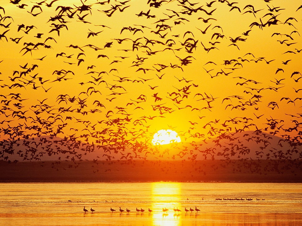 flock of birds flying during golden hour HD wallpaper