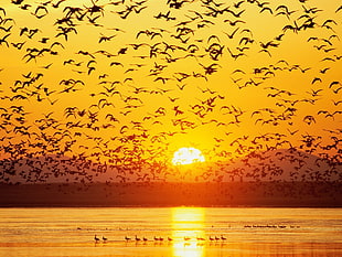flock of birds flying during golden hour