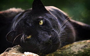 black panther, animals, panthers