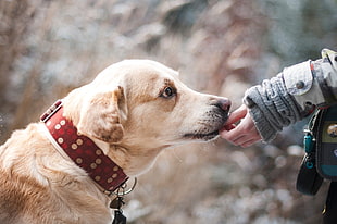 person holding a Labrador Retriever with leash