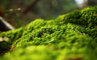 green moss, green, nature HD wallpaper