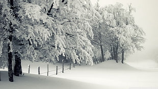 trees filled with snow, trees, winter, fence