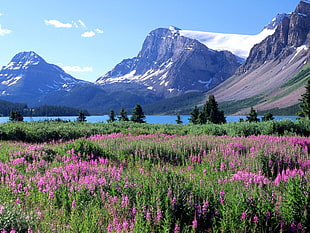 Banff, National Park Canada HD wallpaper
