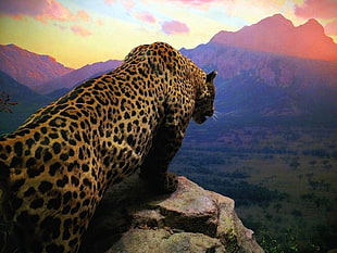 Cheetah standing on gray cliff while watching the horizon during sunset, jaguar