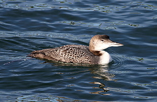 brown and white duck swimming on water, common loon