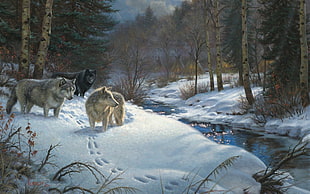 men's white and black dress shirt, wolf, forest, winter, snow HD wallpaper