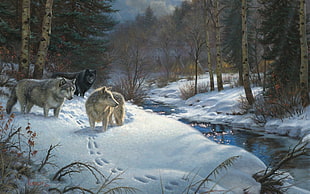men's white and black dress shirt, wolf, forest, winter, snow