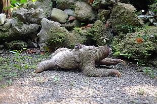 sloth on gravel