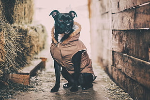 black Pitbull terrier with brown hoodie