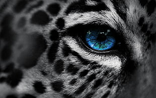 blue eyed cat photo