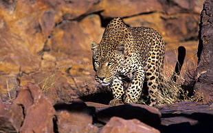 brown and black leopard, nature, animals, wildlife, leopard